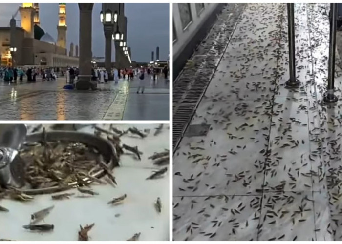 Jutaan Belalang Kembali Penuhi Sekitar Masjid Nabawi di Madinah, Masya Allah Pertanda Apa Ini?