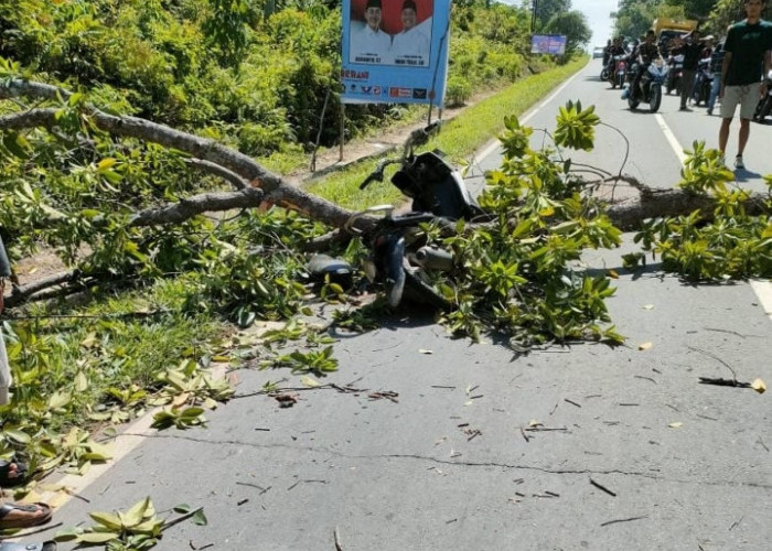 Pengendara Sepeda Motor di PALI Meninggal Dunia Tertimpa Pohon Tumbang