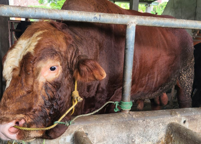 Muara Enim Terima Bantuan Sapi dari Presiden Prabowo