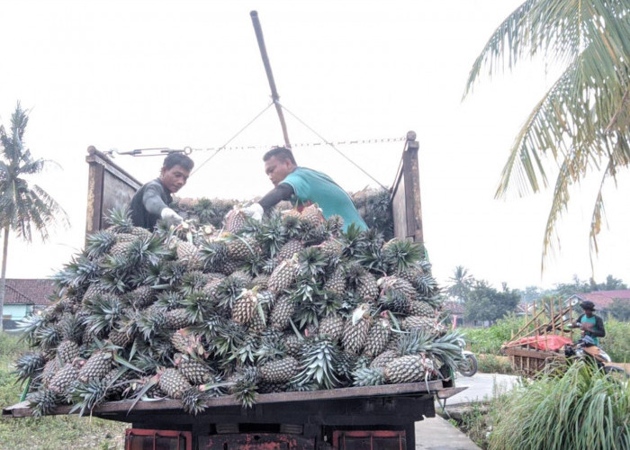 Petani Nanas di Muara Enim Sumsel Sumringah, Sekali Panen Raup Rp80 Juta