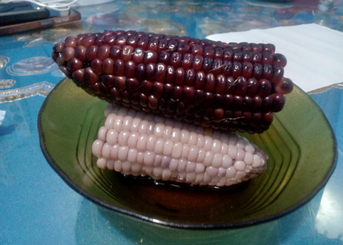 Kamu Wajib Tahu! Ini Manfaat dan Efek Samping Jika Mengonsumsi Jagung Ungu Secara Berlebihan