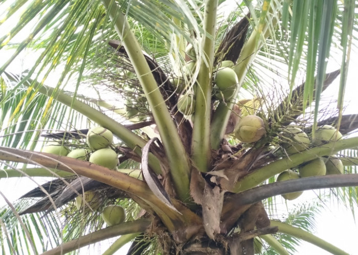 7 Manfaat Kelapa Muda untuk Kesehatan