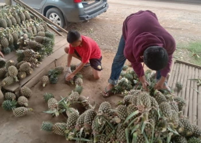 Harga Nanas di Muara Enim Tembus di Angka Rp10 Ribu per Buah