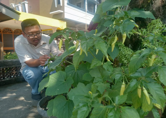 Sulap Pekarangan Rumah Sebagai Ketahanan Pangan Keluarga