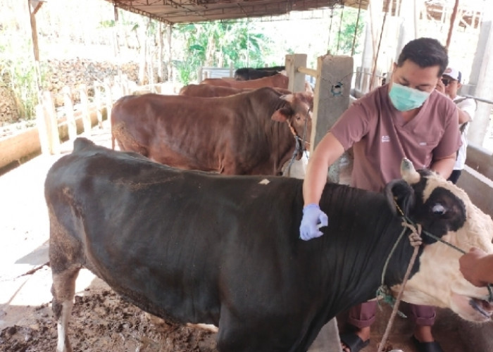 Sosialisasikan Larangan Penyembelihan Ruminansia Betina Produktif dan Bahaya Penyakit Hewan Ternak Zoonosis