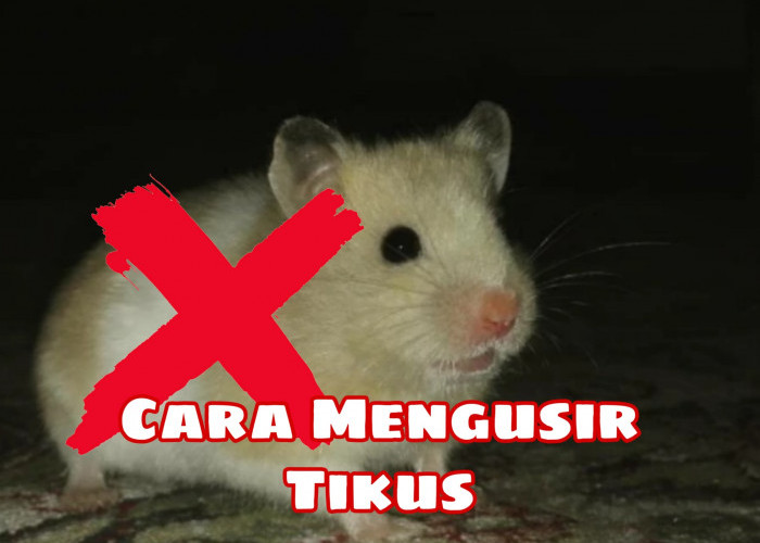 Tikus Kabur Gak Balik Lagi! Usir Pakai Daun Jeruk Nipis dan Kulit Jeruk, Seperti Ini Caranya