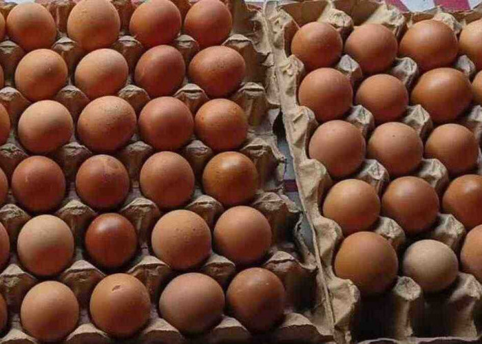 Jangan Cuma Bisa Makan, Kamu Juga Harus Tahu Ternyata Ini Segudang Kandungan Telur