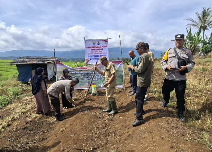 Bersatu Tanam Jagung, Wujud Nyata Ketahanan Pangan
