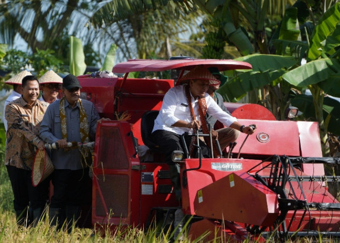 Bersama Wamentan, Pj Bupati Muara Enim Panen dan Tanam Perdana Padi di Muara Belida