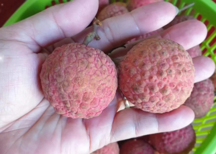 5 Manfaat Buah Leci Bagi Tubuh, Yuk Simak!