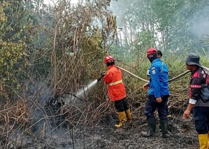Karhutla Hanguskan Setengah Hektare Lahan di Talang Taling Gelumbang