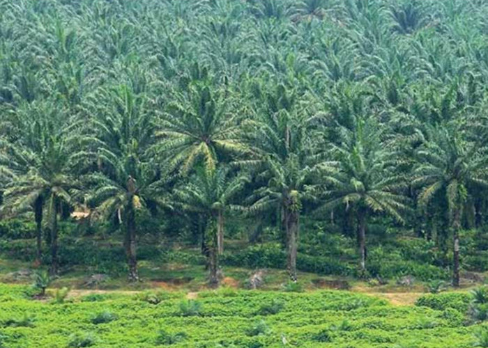 TERNYATA! Perkebunan Sawit Terbesar di Indonesia Bukan di Kalimantan 
