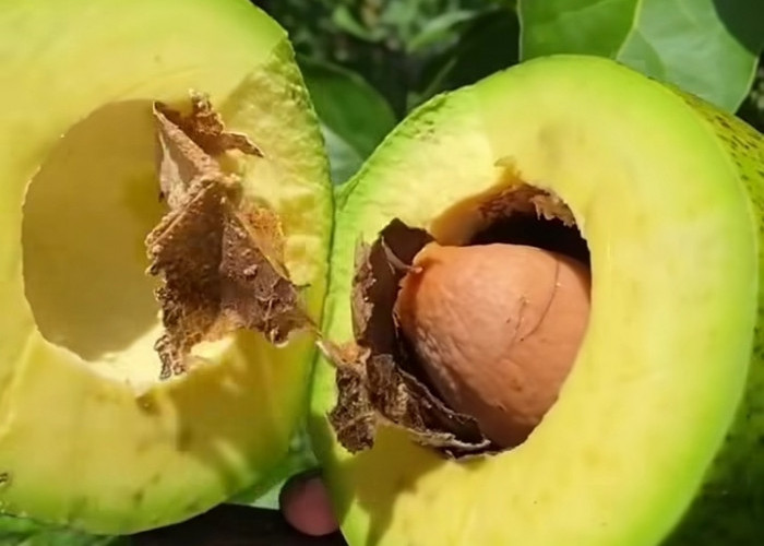 Ini Dia Kontribusi Positif Buah Alpukat Bagi Tubuh Manusia