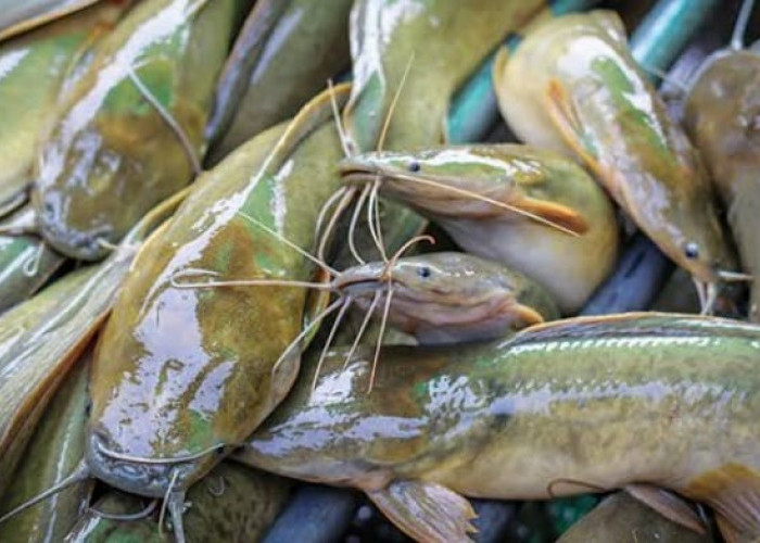 6 Manfaat Ikan Lele, Salah Satunya Dapat Menyembuhkan luka Lebih Cepat