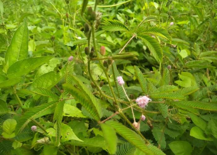 3 Manfaat Daun Putri Malu untuk Kesehatan, Yuk Simak