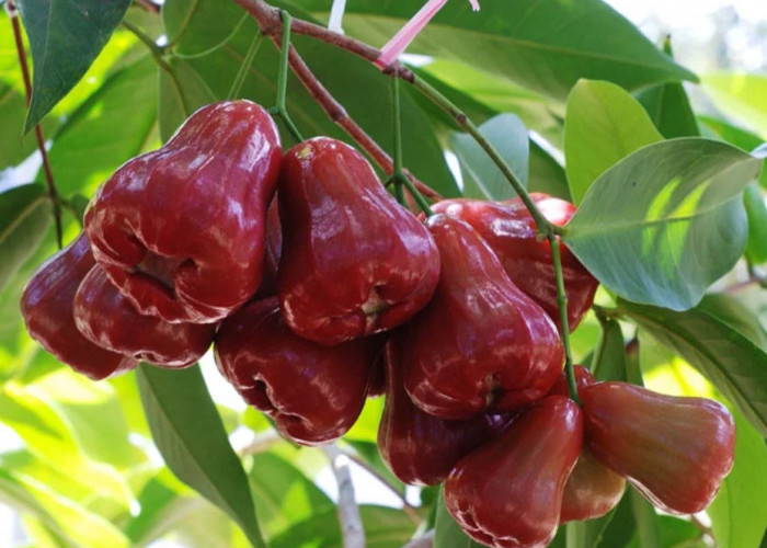 6 Manfaat Buah Jambu Air untuk Kesehatan, Rendah Kalori hingga Kaya Nutrisi