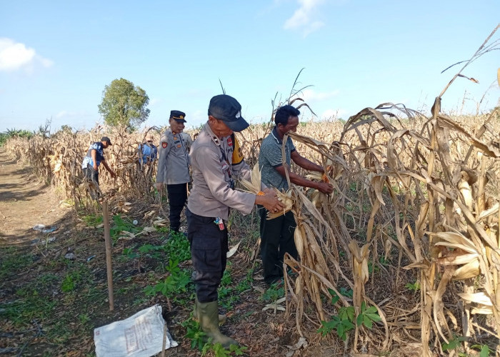 Lahan 2 Hektare di Gelumbang Muara Enim Hasilkan 4 Ton Jagung