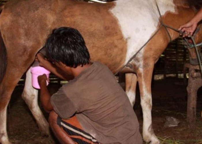 Apakah Kalian Tahu, Ternyata Susu Kuda Liar Mempunyai 4 Manfaat Untuk Kesehatan, Ini Informasinya
