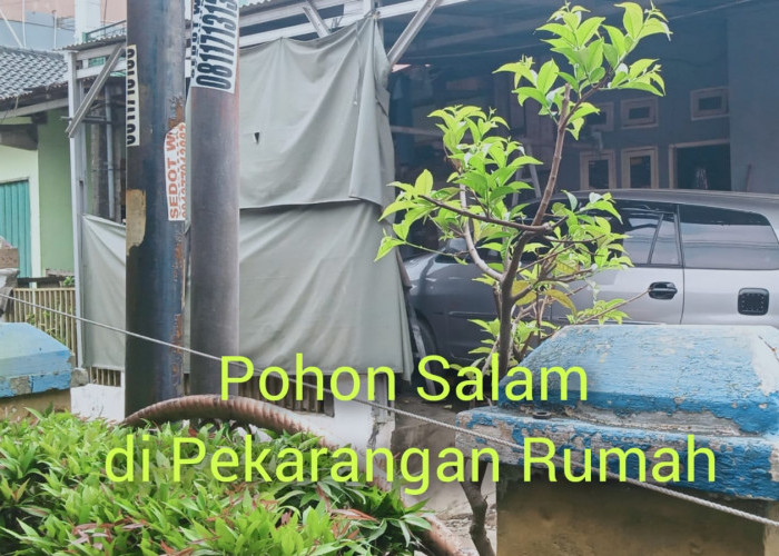 Memaksa Tanam Pohon Salam di Pekarangan Rumah Demi 9 Khasiat di Balik Daunnya 