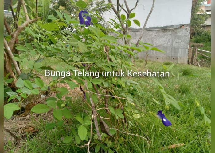 Tahukah Kamu Kegunaan Bunga Telang? Yuk Temukan Segudang Manfaat untuk Kesehatan