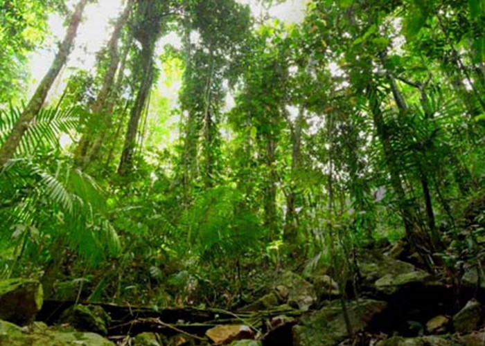 Hanya 1 Jam dari Palembang, Hutan Inggris Ini Disebut Menyimpan Banyak Misteri, Berani Kesana?