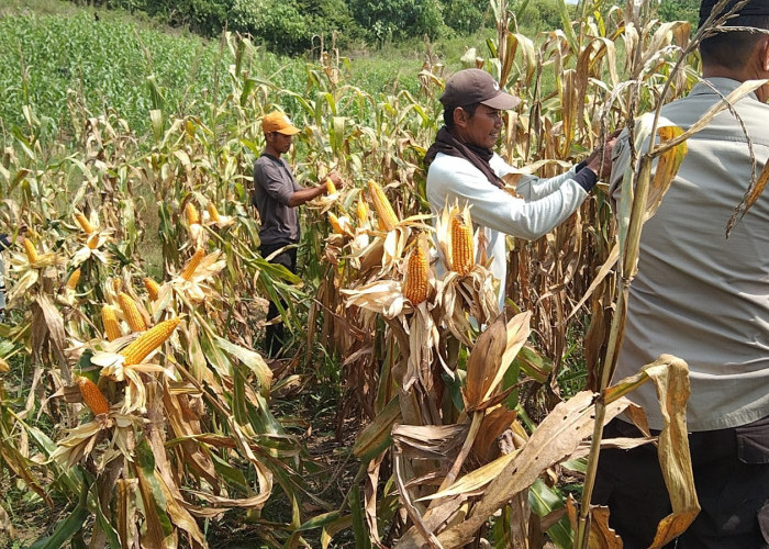 Desa Padang Bindu Panen Jagung 2 Ton