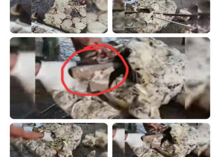 Heboh Video Petani Karet Diduga di Sumsel Masukkan Batu Bata ke Dalam Cetakan Karet