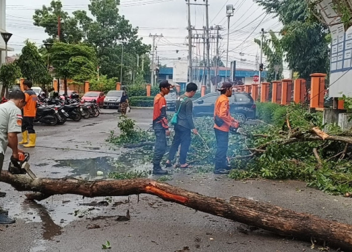 Dahan Pohon Timpa Kabel PLN di Muara Enim, Ribuan Rumah Gelap Gulita