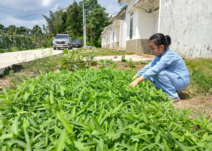 Sulap Lahan Perkarangan, Penuhi Kebutuhan Pangan Rumah Tangga