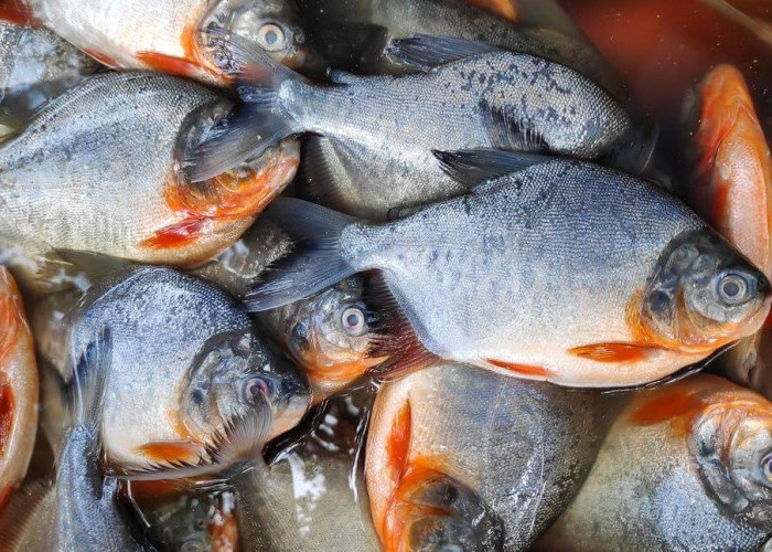 Suka Makan Ikan Bawal? Yuk Ketahui 5 Manfaatnya