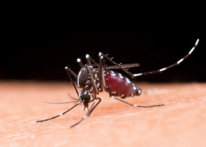 Waspada, Berikut Cara Penularan Malaria dan Cara Pencegahannya 