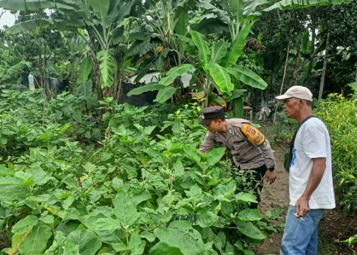 Dukung Ketahanan Pangan, Warga Desa Tanjung Jati Muara Enim Tanam Terong