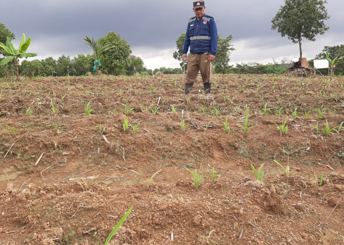 Bhabinkamtibmas Cek Ketahanan Pangan Koptan Tirta Tani Sukses