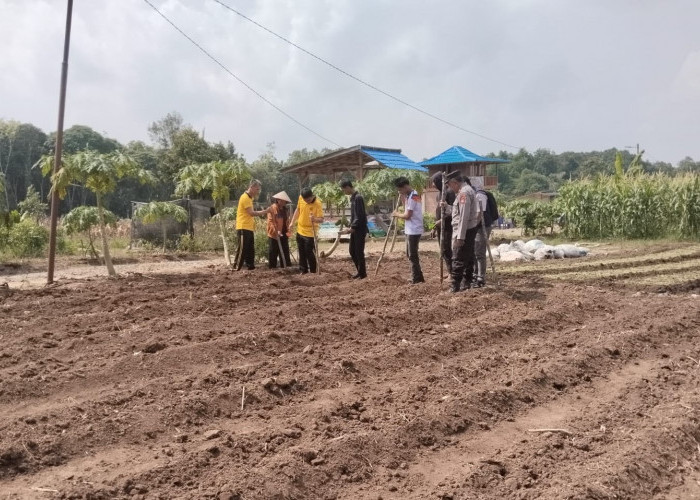 Dukung Ketahanan Pangan, Tanam Jagung di Lahan Seluas 1,5 Hektare