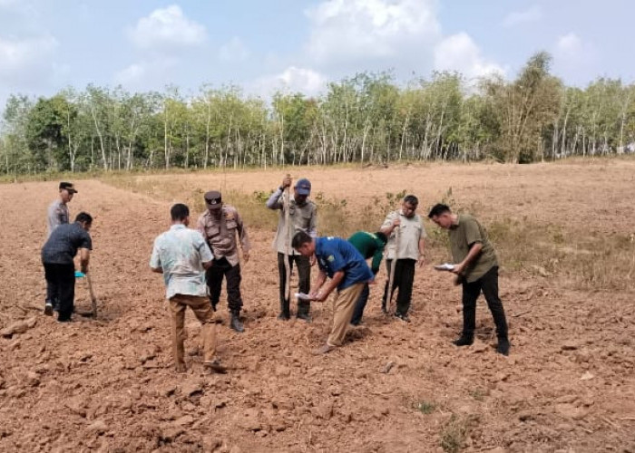 Polsek Lubai Bersama Kelompok Tani Tanam Jagung di Lahan 2 Hektare