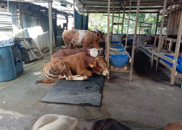Kelompok Ternak Sapi SSY Farm Sepupu Jaya di Muara Enim Sumsel, Sediakan Hewan Kurban Bebas PMK