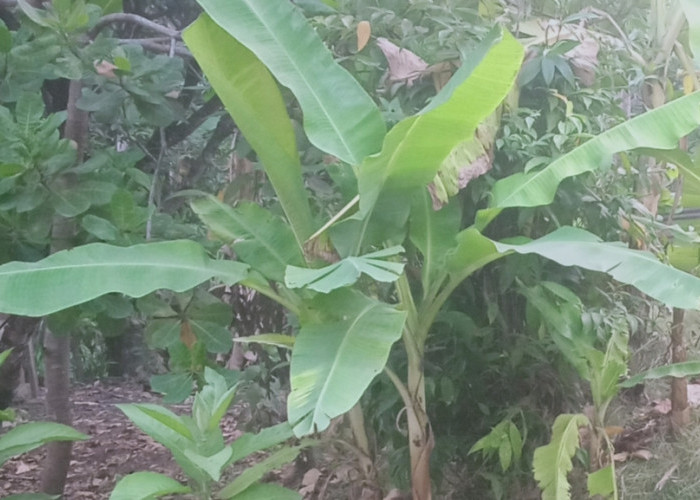 Siapa Bilang Gak Boleh Nanam Pisang di Pekarangan Rumah, Begini Penjelasan Lengkapnya 