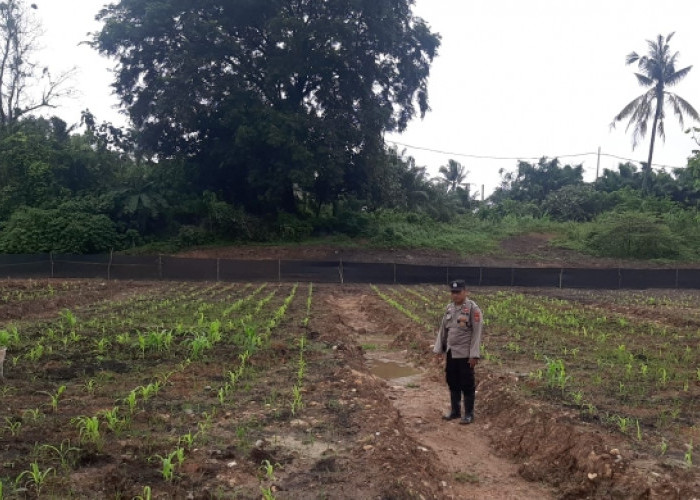 Anggota Polsek Lawang Kidul Cek Progres Penanaman Jagung Serentak