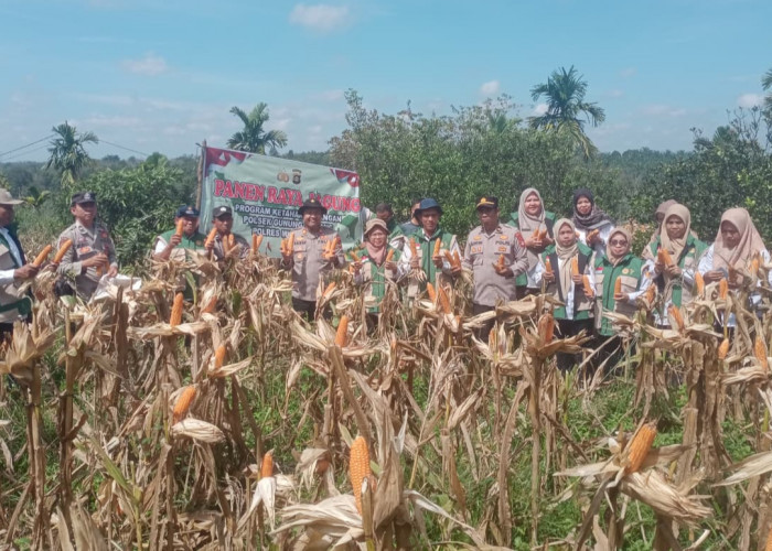 Panen 1,5 Ton Jagung di Lahan 2,25 Hektare