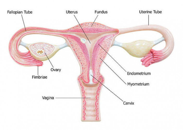 Masalah Kesehatan Pada Alat Reproduksi Wanita, Nomor 5 Sering Terjadi