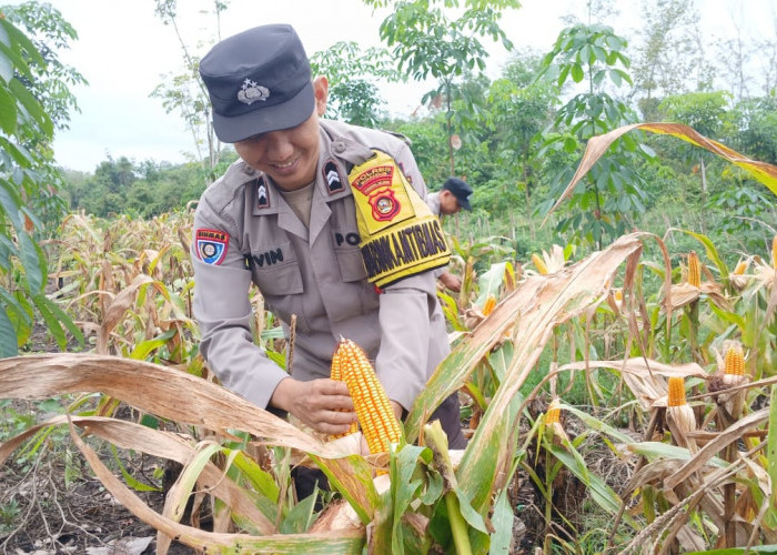 Panen Jagung Wujud Dukungan Nyata Ketahanan Pangan Warga