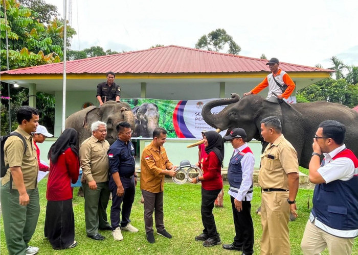 Hutama Karya Pasang GPS Collar untuk Pantau Gajah di Sekitar Tol Pekanbaru-Dumai