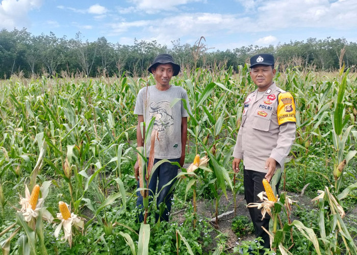 Bhabinkamtibmas Polsek Gelumbang Cek Lahan Jagung Kuartal III