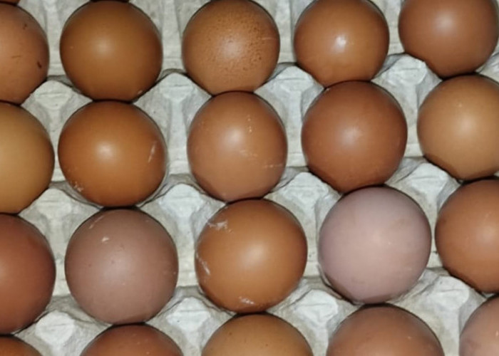 Perlu Diketahui ini 3 Ciri-ciri Telur Busuk dan Bahaya yang Akan Muncul Jika Kita Mengkonsumsinya