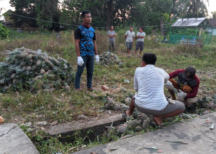 Pulau Jawa Pemasaran Andalan Nanas Asal Kecamatan Kelekar Muara Enim