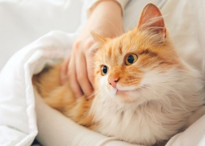 Kamu Sedang Memelihara Kucing? Ini Ada 5 Keajaibannya