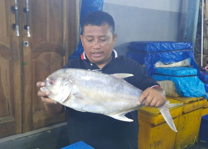  Gudang Lelang Teluk Betung, Surga Seafood dan Ikan Segar di Bandar Lampung 