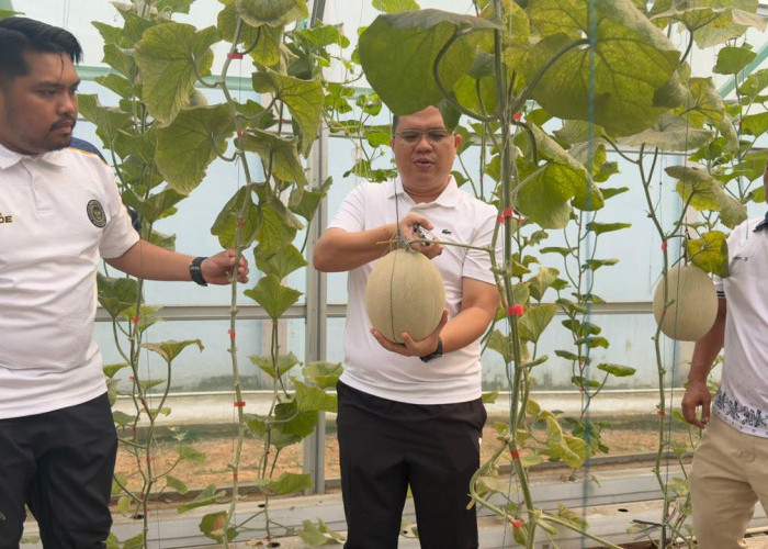Dorong Pembinaan Kemandirian, Lapas Muara Enim Panen Raya 120 Kg Melon