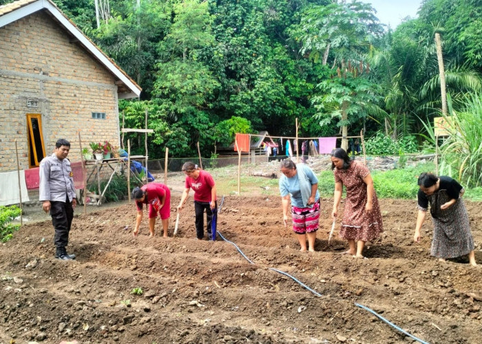 Bhabinkamtibmas Polsek Tanjung Agung Dorong Ketahanan Pangan di Desa Percontohan