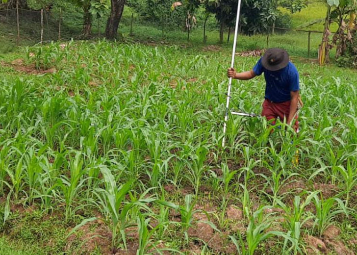 Aipda Amriyanto Rawat Tanaman Jagung Bersama Masyarakat